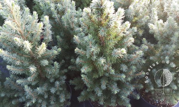 Eglė baltoji Picea glauca Conica