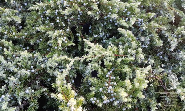 Kadadys pajūrinis Juniperus conferta Schlager
