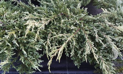 Kadagys aprastasis Juniperus communis Repanda