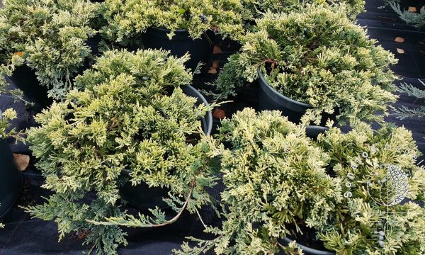 Kadagys padrikasis Juniperus horizontalis Golden carpet