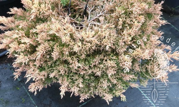 Kadagys padrikasis Juniperus horizontalis Lime Glow