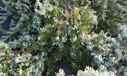 Kadagys padrikasis Juniperus horizontalis Wiltonii