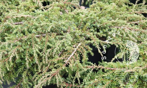 Kadagys paprastasis Juniperus communis Green Carpet