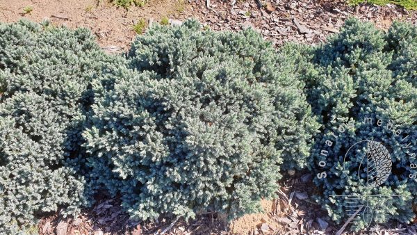 Kadagys zvynuotasis Juniperus squamata Blue star