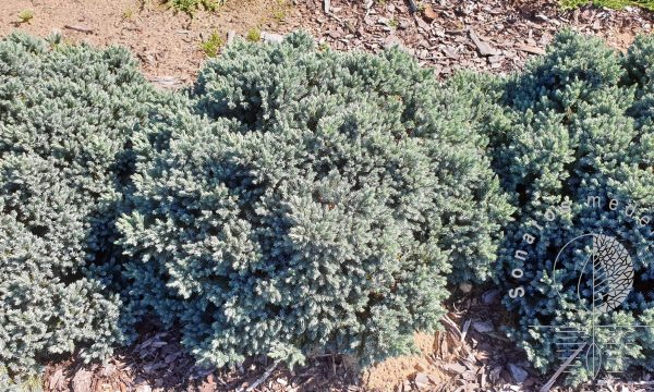 Kadagys zvynuotasis Juniperus squamata Blue star