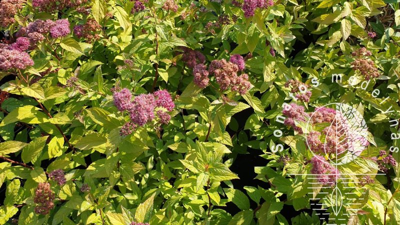 Lanksva japoninė Spiraea japonica Little princess