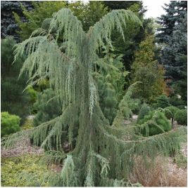 Paprastasis-kadagys-Juniperus-communis-Horstmann