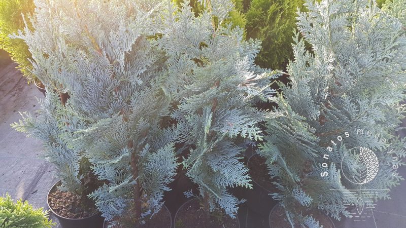 Puskiparisis lausono Chamaecyparis lawsoniana