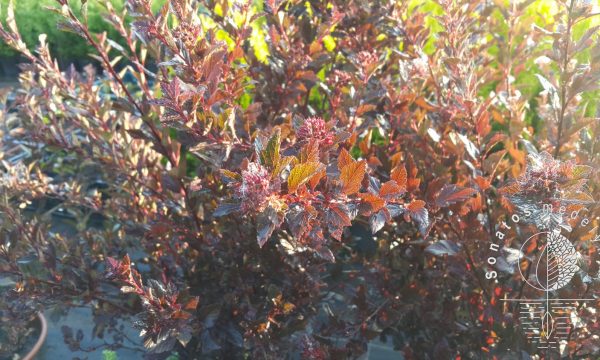 Pūslenis putinalapis Physocarpus opulifolius Litle Devil
