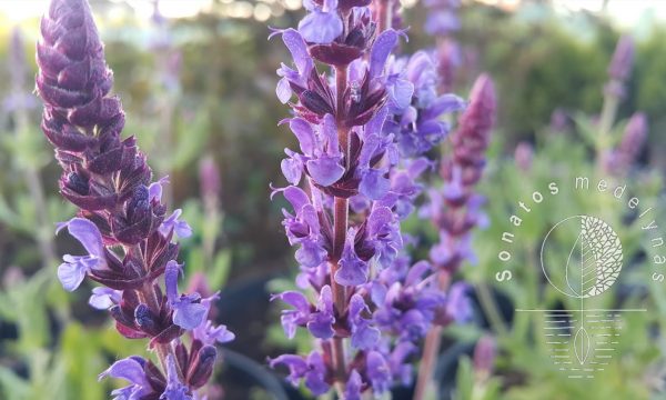 Salavijas gojinis Salvia nemorosa Ostfriesland ziedai