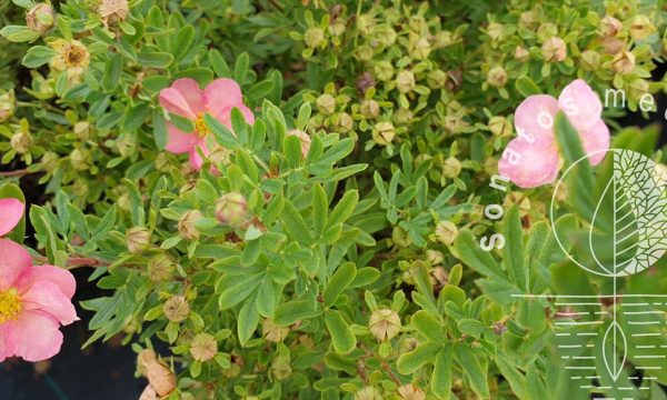 Sidabrakrūmis-paprastasis-Potentilla-fruticosa-Pink-Queen