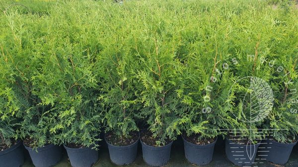 Tuja vakarine Thuja occidentalis Brabant