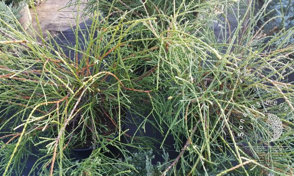 Tuja vakarinė Thuja occidentalis Filiformis