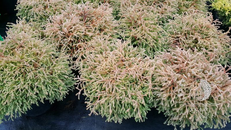 Tuja vakarinė Thuja occidentalis Golden tuffet
