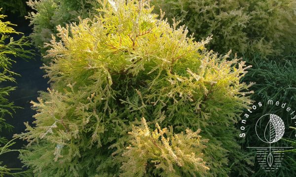 Tuja vakarinė Thuja occidentalis Rheingold