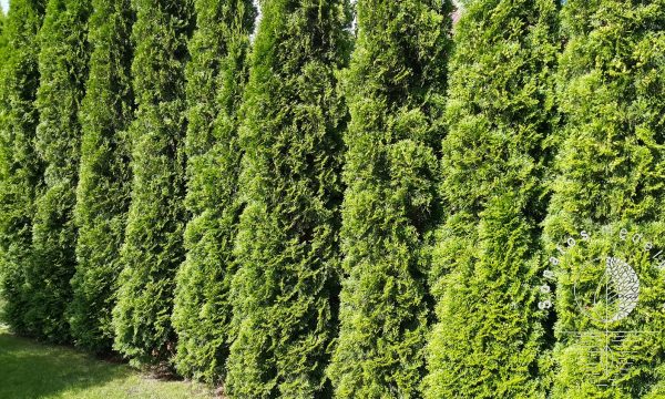 Tuja vakarinė Thuja occidentalis Smaragd gyvatvorei sodinukai gera kaina