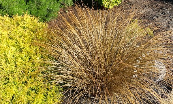 Viksva Carex petriei Bronze form