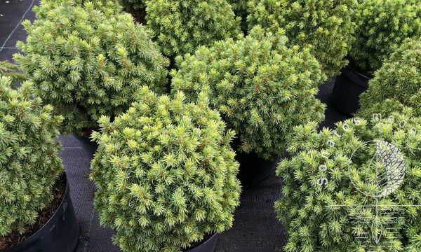Eglė baltoji Picea glauca Dendrofarma Gold