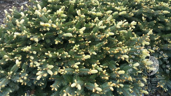 Eglė dygioji Picea pungens Bialobok