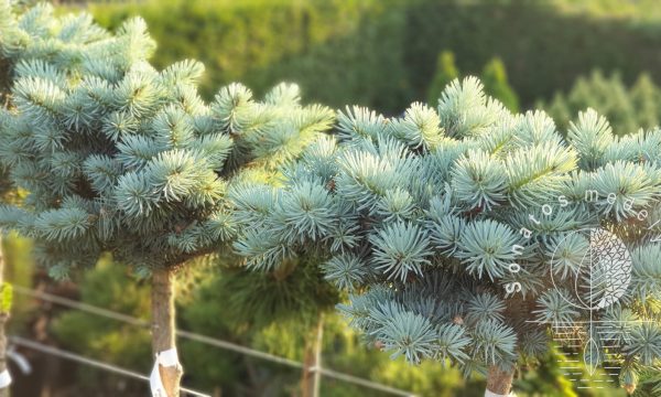 Eglė dygioji Picea pungens Nidiformis Kalous