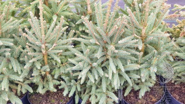 Eglė paprastoji Picea abies Cupressina vazone
