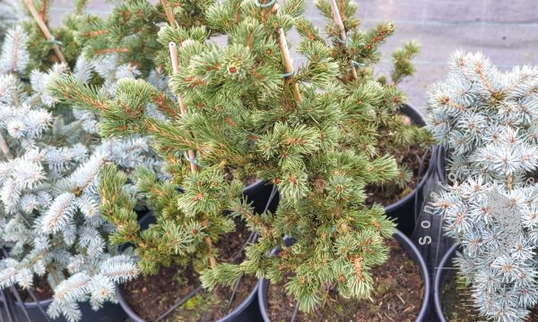 Eglė paprastoji Picea abies Lombartsii vazone