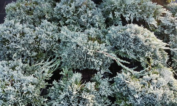 Kadagys padrikasis Juniperus horizontalis Glacier