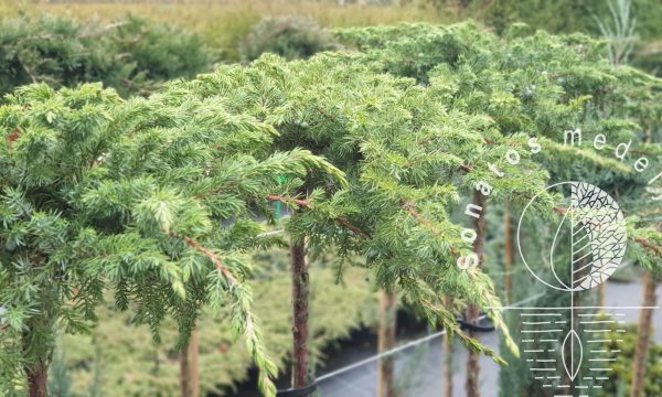 Kadagys pajūrinis Juniperus conferta Schlager Pa