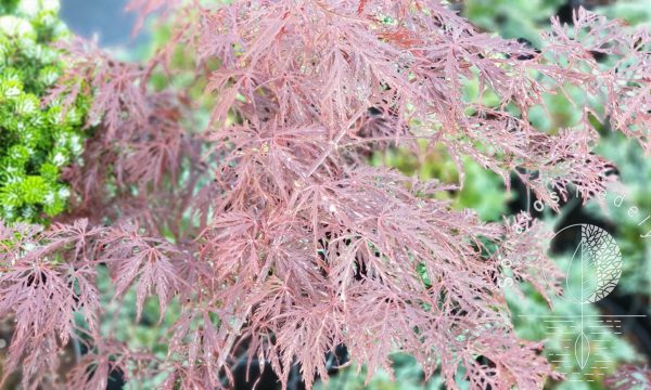 Klevas plaštakinis Acer palmatum Garnet