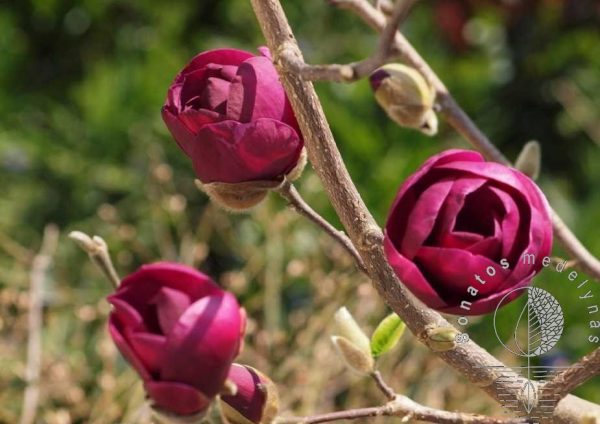 Magnolija Magnolia Black Tulip
