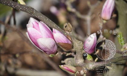 Magnolija Magnolia Lennei x Daybreak ziedas