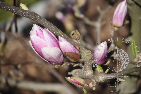 Magnolija Magnolia Lennei x Daybreak ziedas