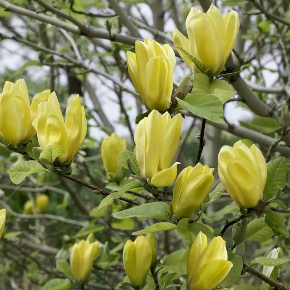 Magnolija (Magnolia) ‘Daphne’