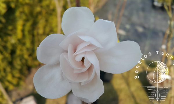 Magnolija zvaigzdinė Magnolia stelatta Alixeed