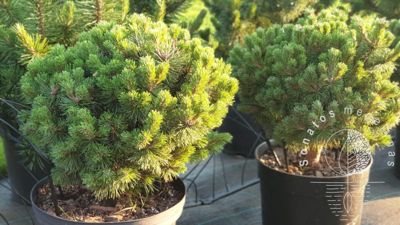 Pusis kalninė Pinus mugo Litomysl