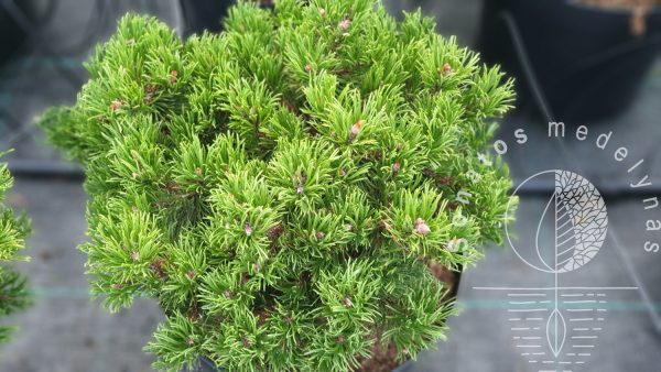 Pušis hondinė Pinus densiflora Edsal Wood