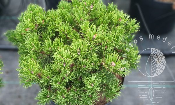 Pušis hondinė Pinus densiflora Edsal Wood