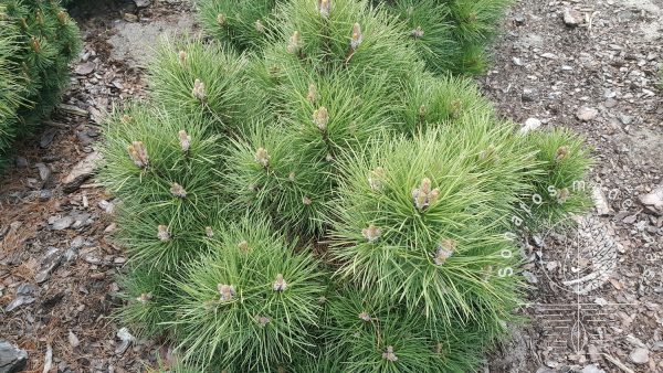 Pušis juodoji Pinus nigra Globosa