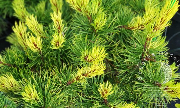Pušis kalninė Pinus mugo Rositech