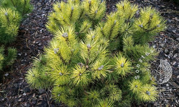 Pušis kalninė Pinus mugo Sunshine