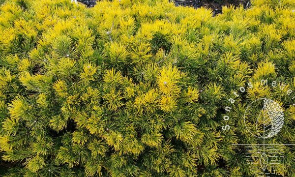 Pušis kalninė Pinus mugo Winter Gold