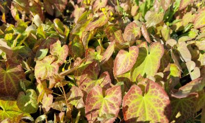 Epimedis Epimedium perralchicum Frohnleiten