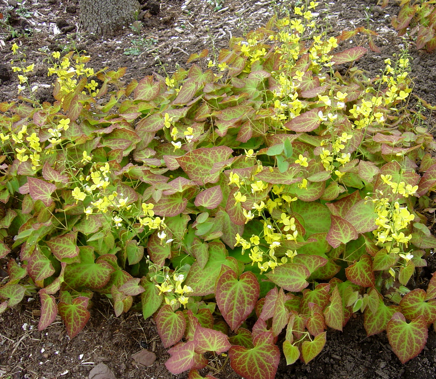 Epimedis (Epimedium perralchicum) ‘Frohnleiten’