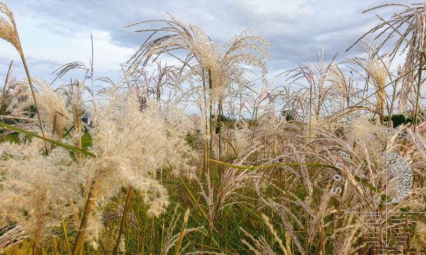 Miskantas kininis Miscanthus sinensis Kaskade ziedynai