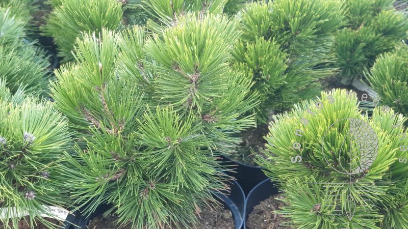 Pušis juodoji Pinus nigra Chinto
