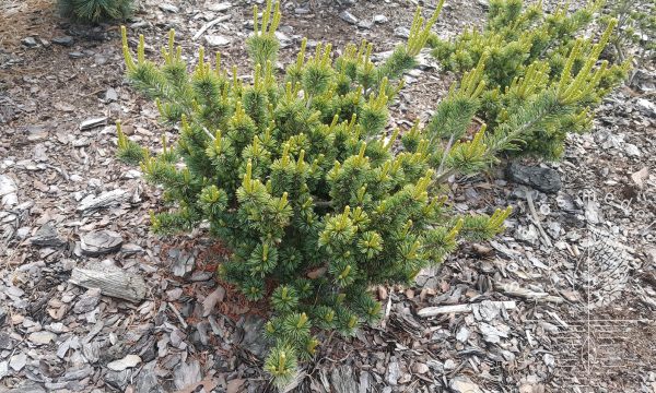 Pušis smulkiaziede Pinus parviflora Hogoromo