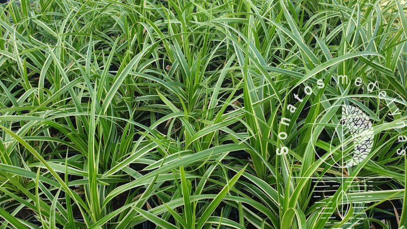Viksva Carex oshimensis Ice Dance