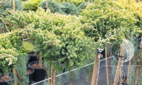 Kadagys gulsčiasis ​Juniperus procumbens Kishiogima Pa