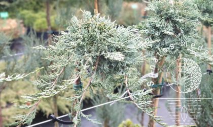 Kadagys padrikasis Juniperus horizontalis Wiltonii Pa