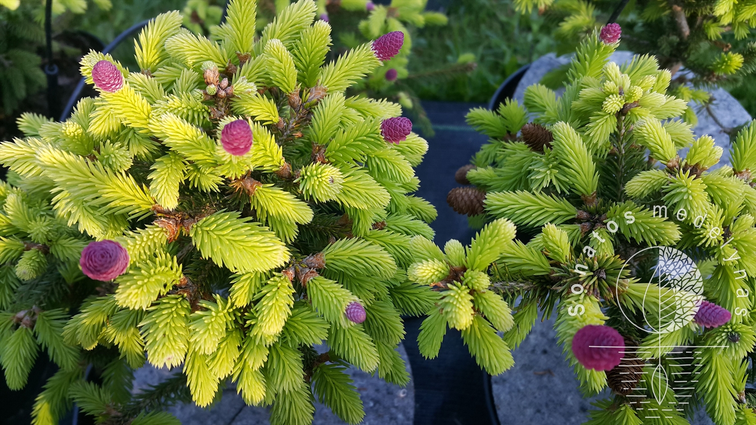 Picea abies pusch